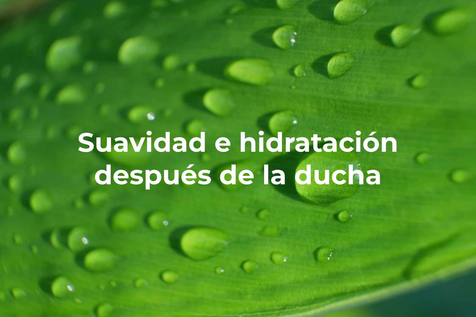 Jabón Líquido Corporal Hidratante Gel de Ducha Humectante Extracto de Aloe vera y Miel Refill Presentación 20 Litros - Imagen 4